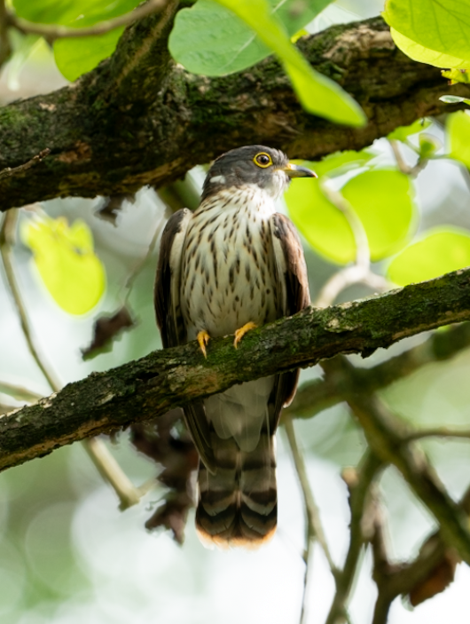 Malaysian Hawk-Cuckoo - ML645885596