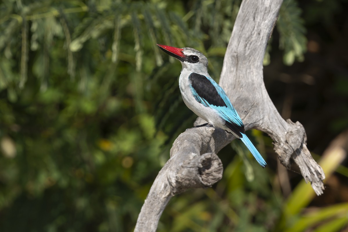 Woodland Kingfisher - ML645885597