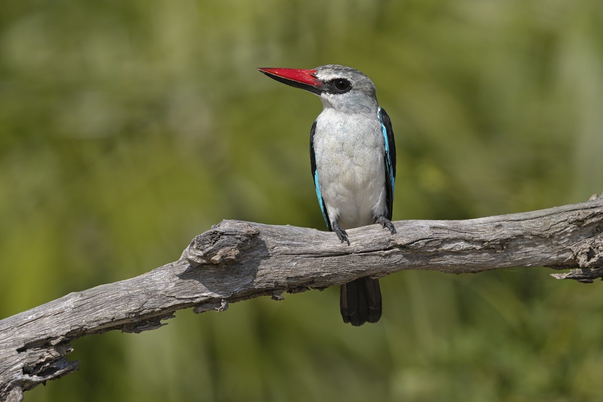 Woodland Kingfisher - ML645885598