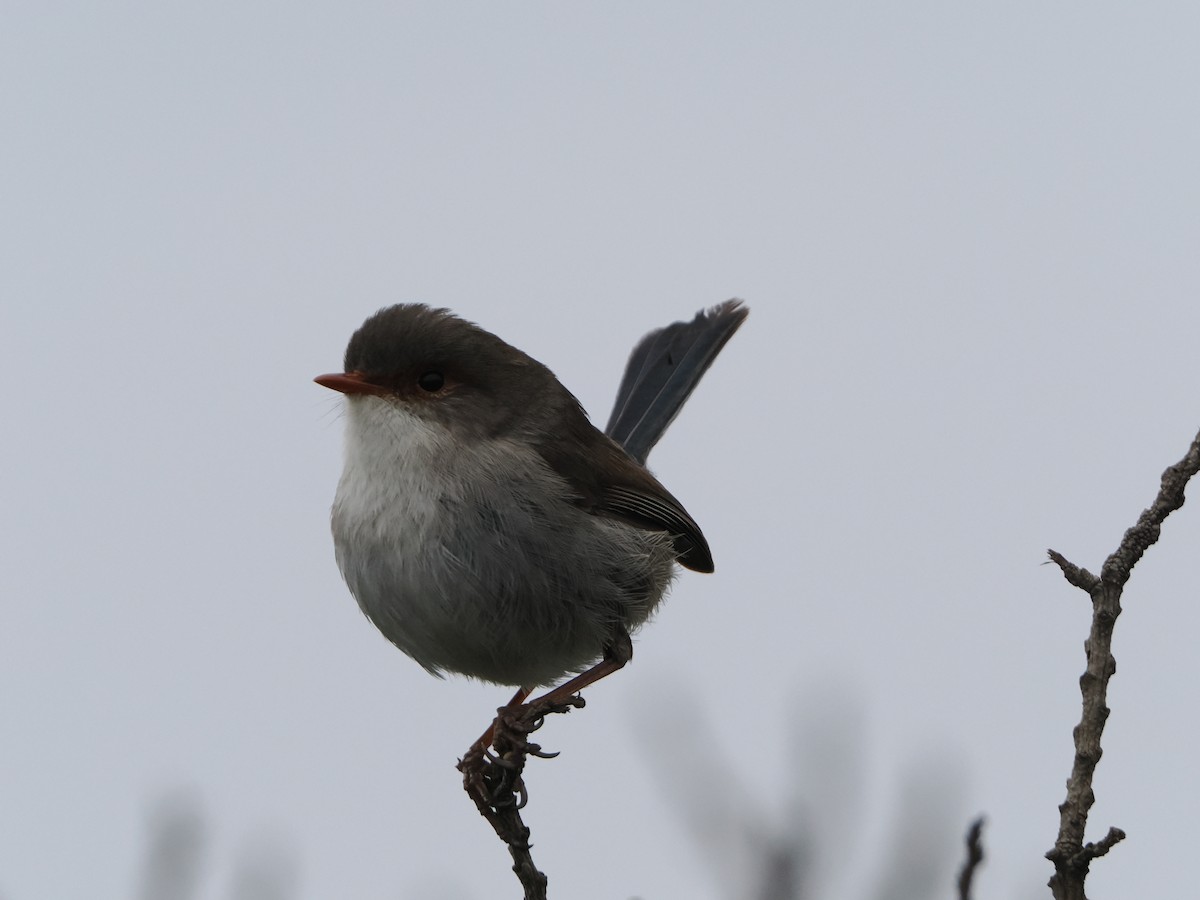 Superb Fairywren - ML645885600