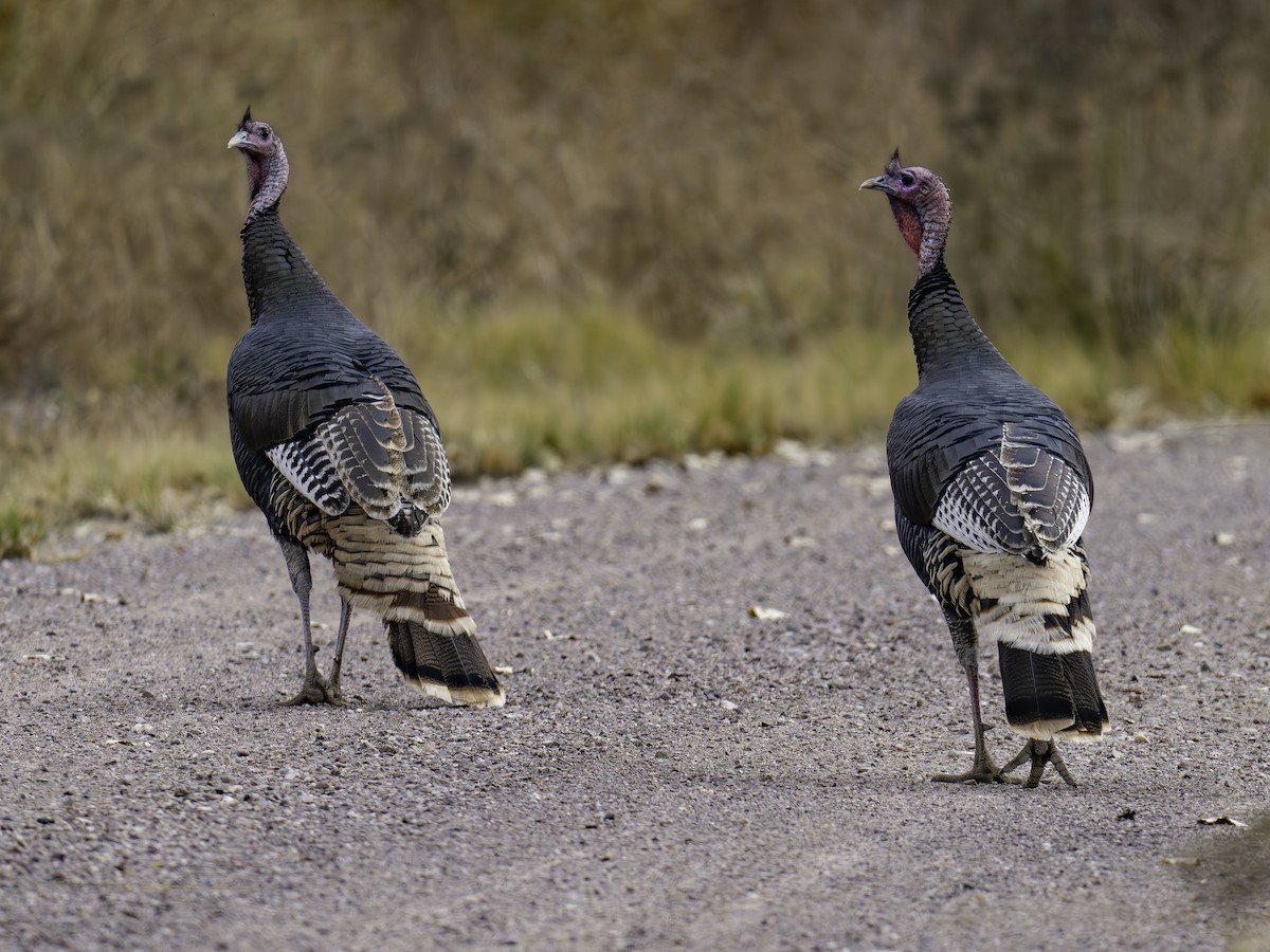 Wild Turkey - ML645885602