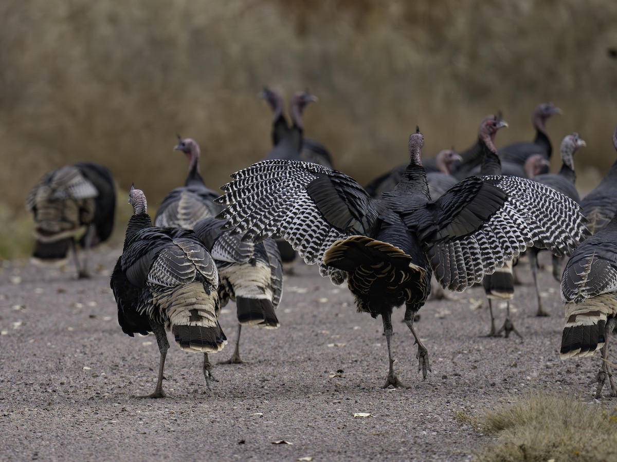 Wild Turkey - ML645885604