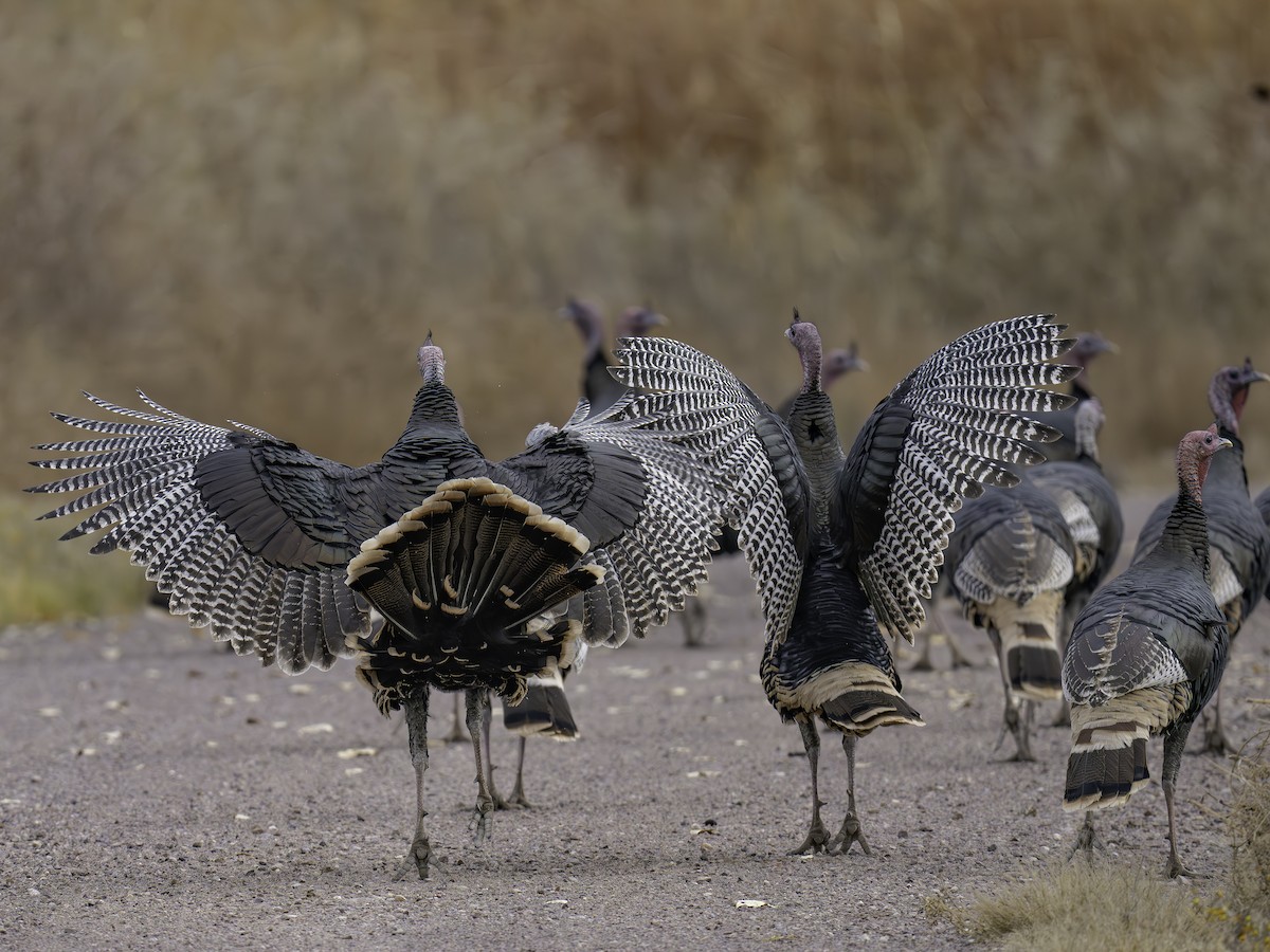 Wild Turkey - ML645885605