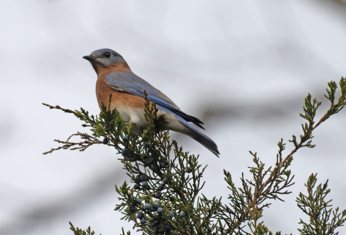 Eastern Bluebird - ML645885608