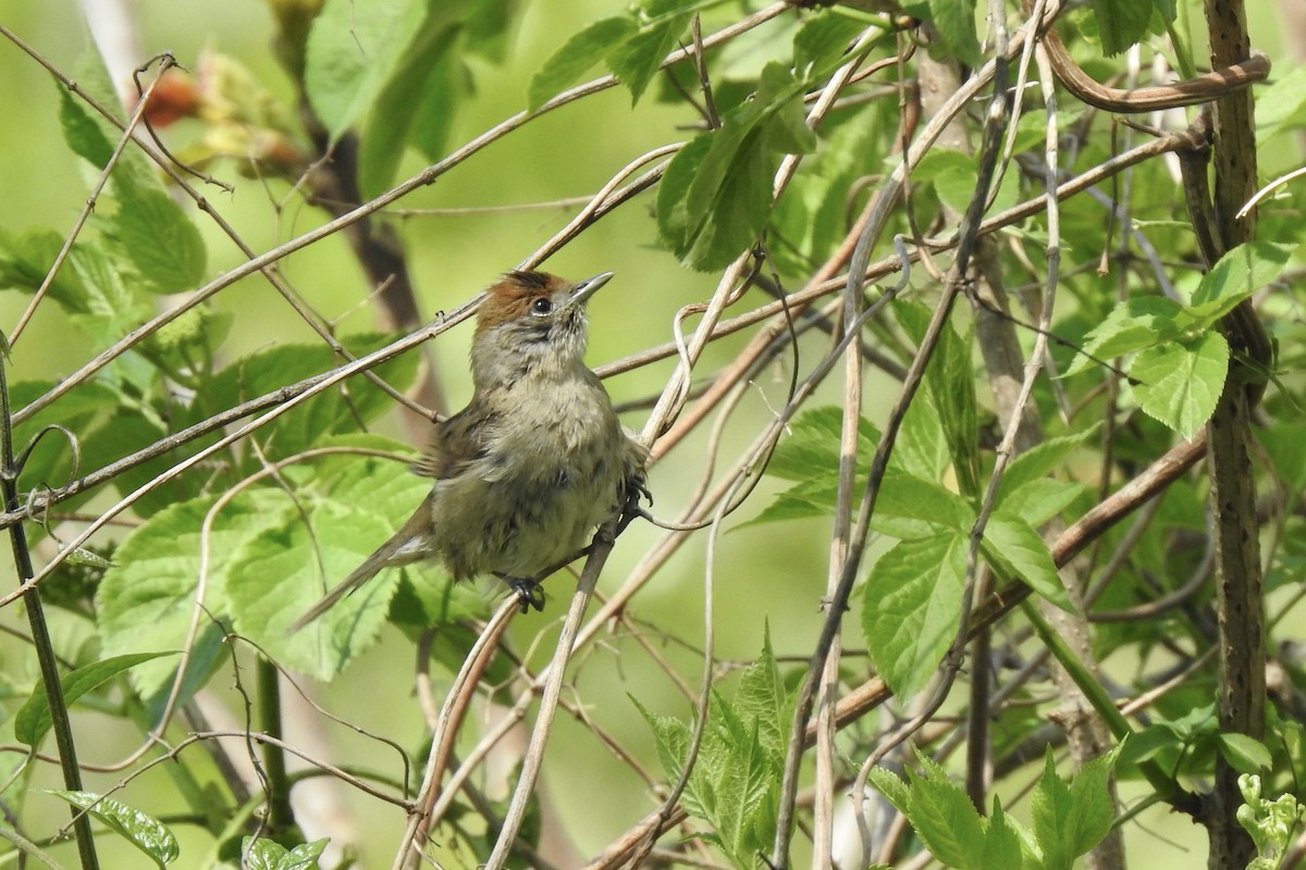 Eurasian Blackcap - ML645885609
