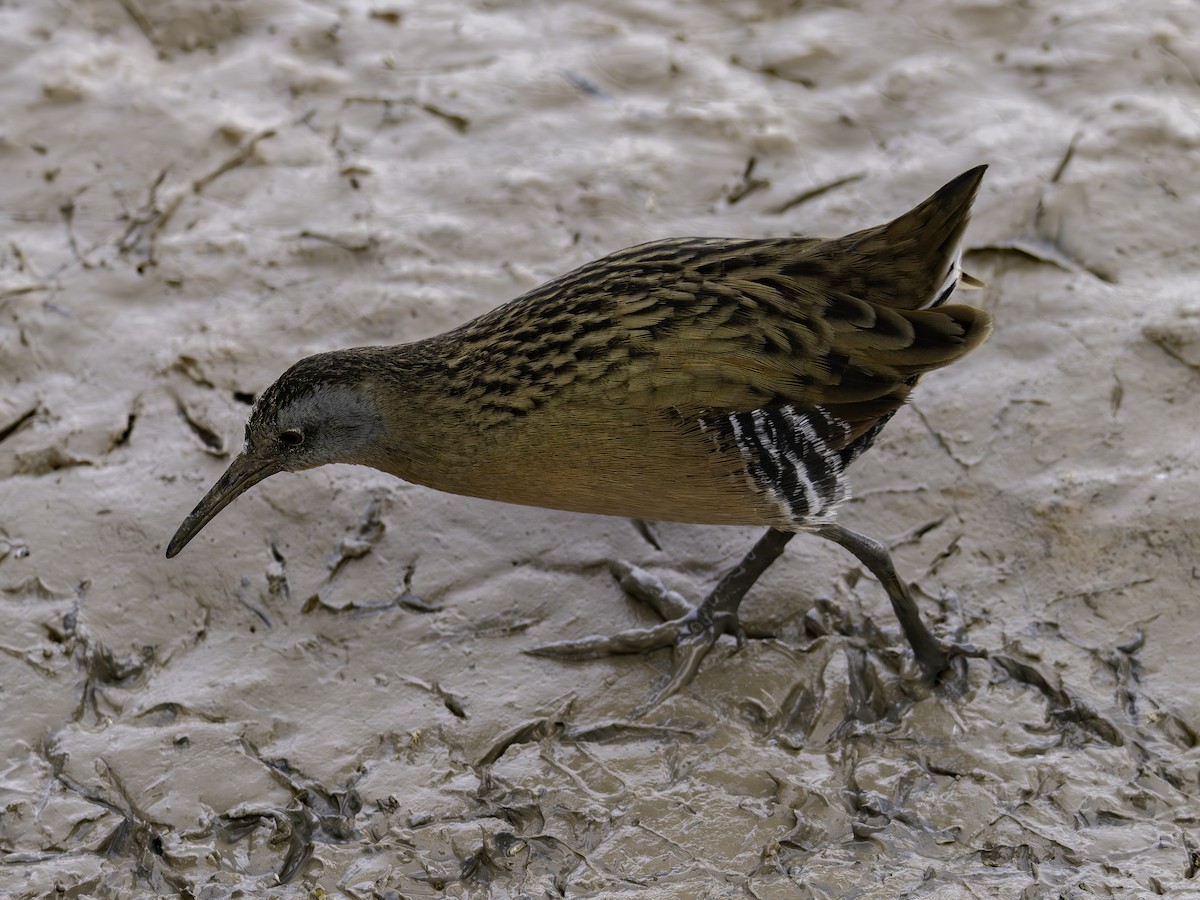 Uroilanda virginiarra - ML645885611