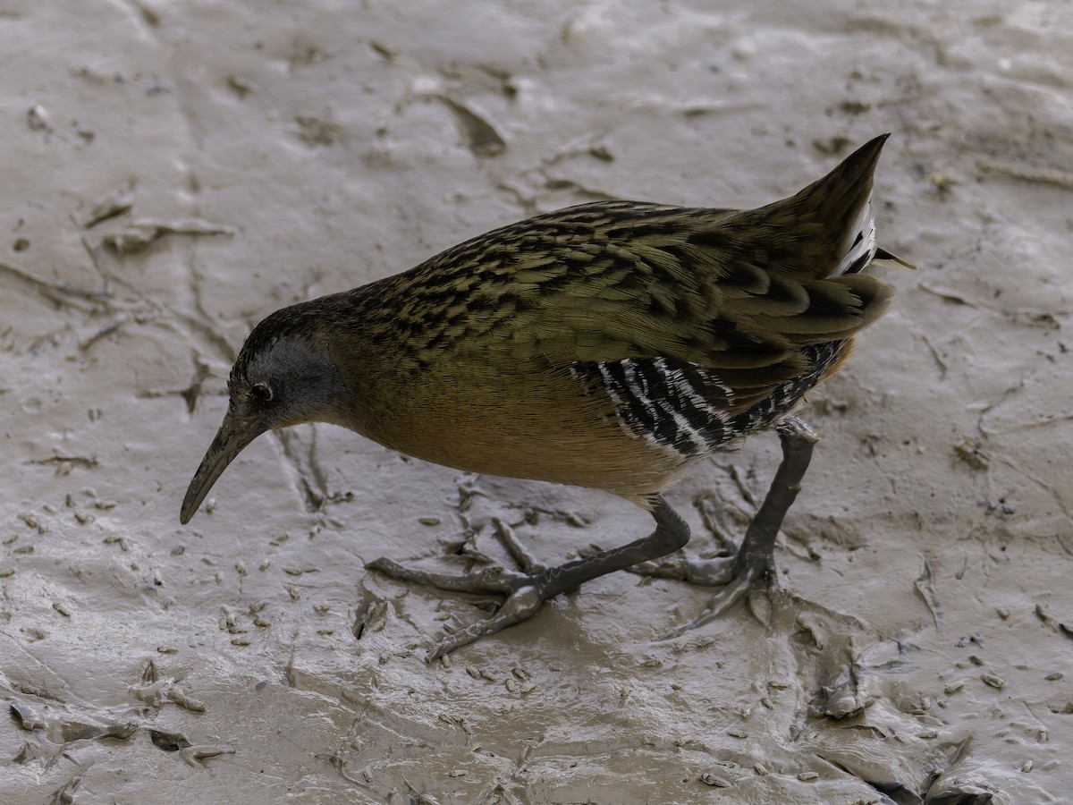 Uroilanda virginiarra - ML645885612