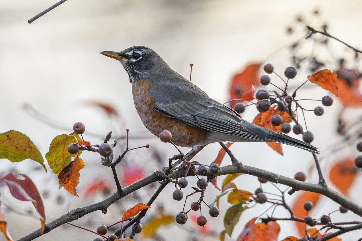American Robin - ML645885617
