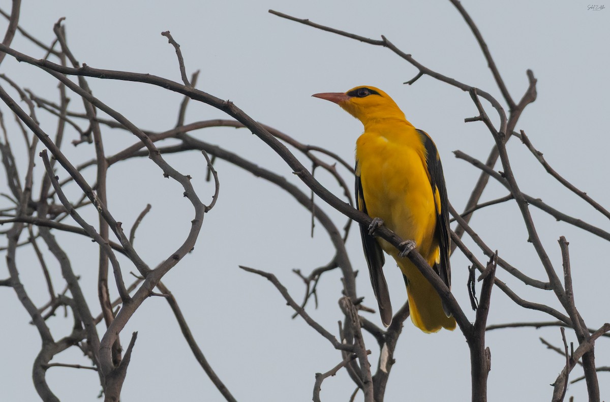 Indian Golden Oriole - ML645885620