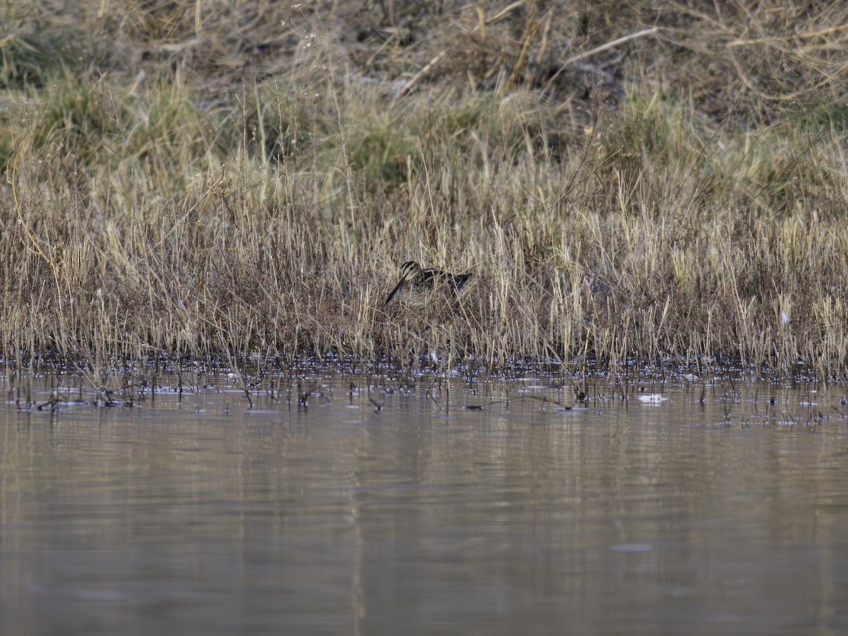 Wilson's Snipe - ML645885628