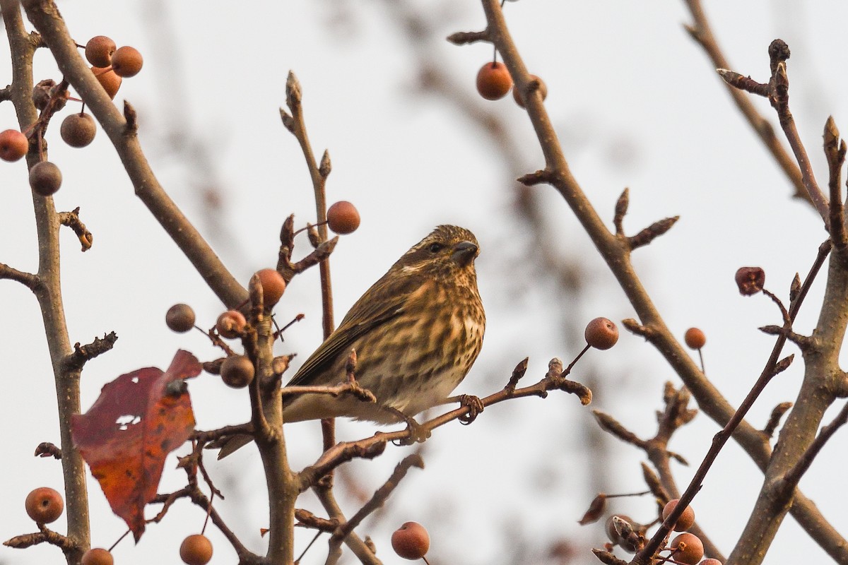 Purple Finch - ML645885631