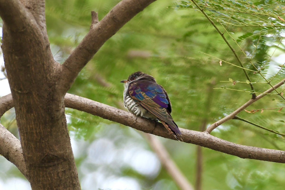 Violet Cuckoo - ML645885636