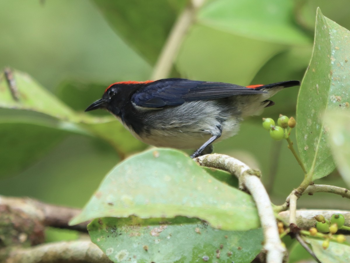 Scarlet-backed Flowerpecker - ML645885637