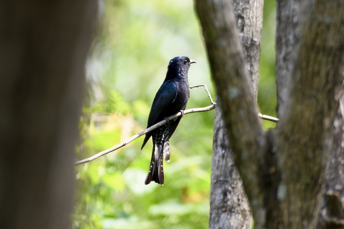 Square-tailed Drongo-Cuckoo - ML645885638