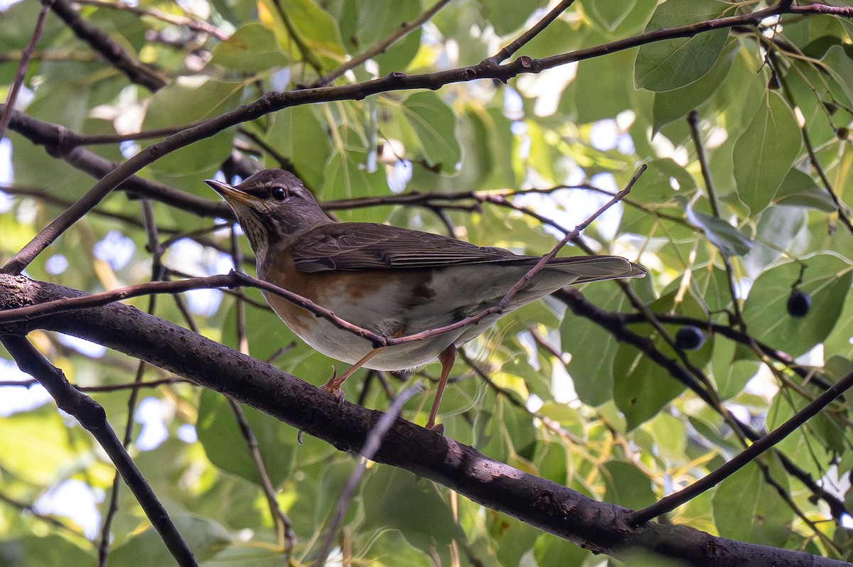 drozd bělobrvý - ML645885641