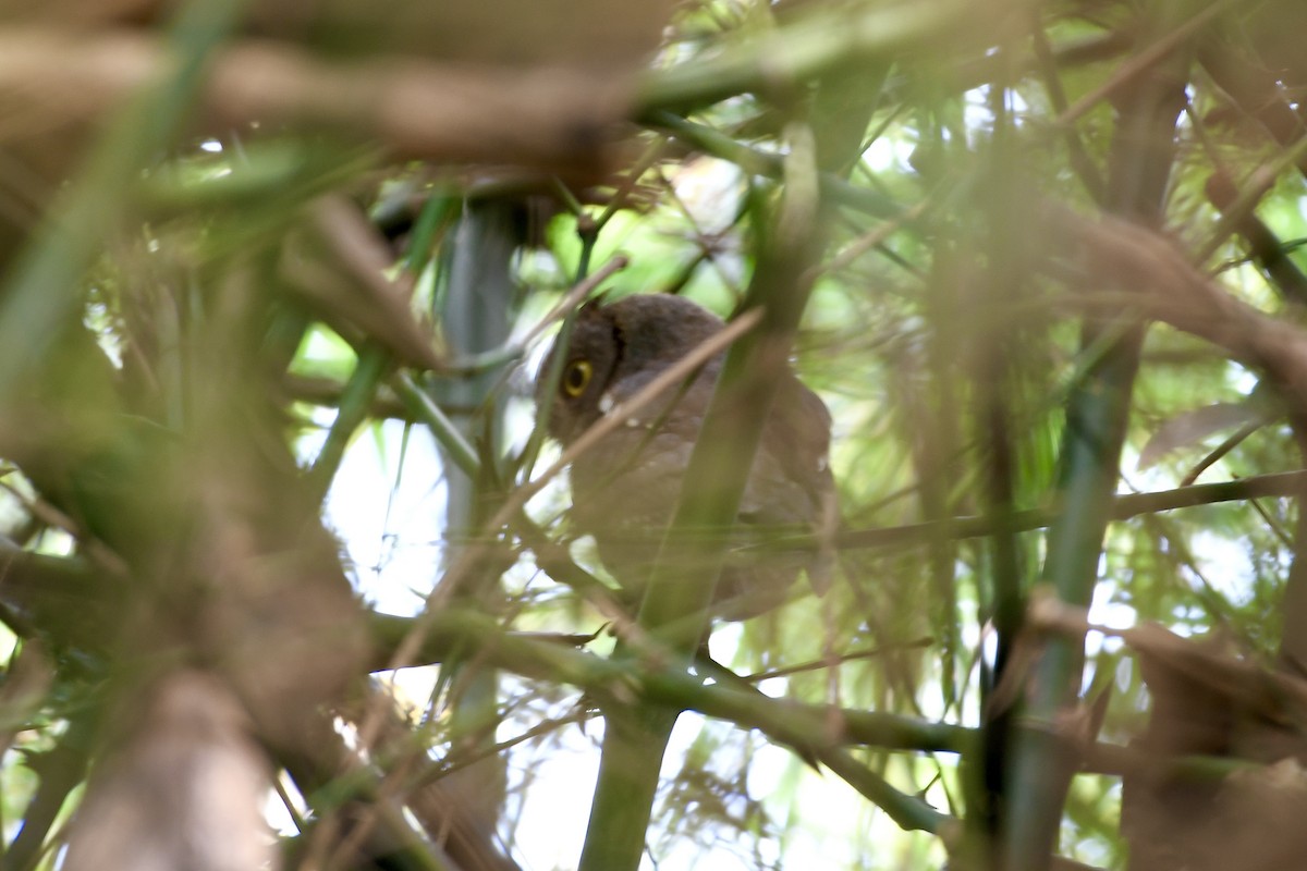 Oriental Scops-Owl - ML645885644