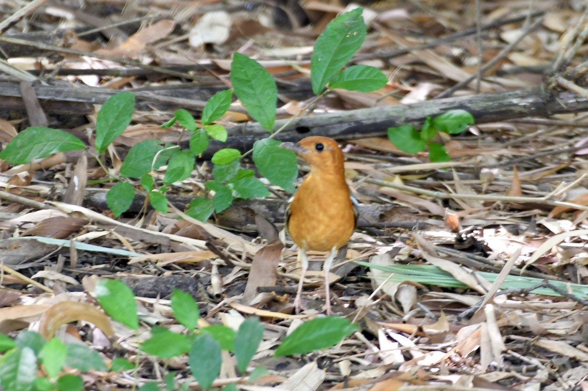 ravtrost - ML645885648