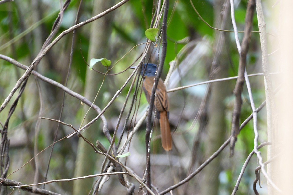 gråbrystparadismonark - ML645885652