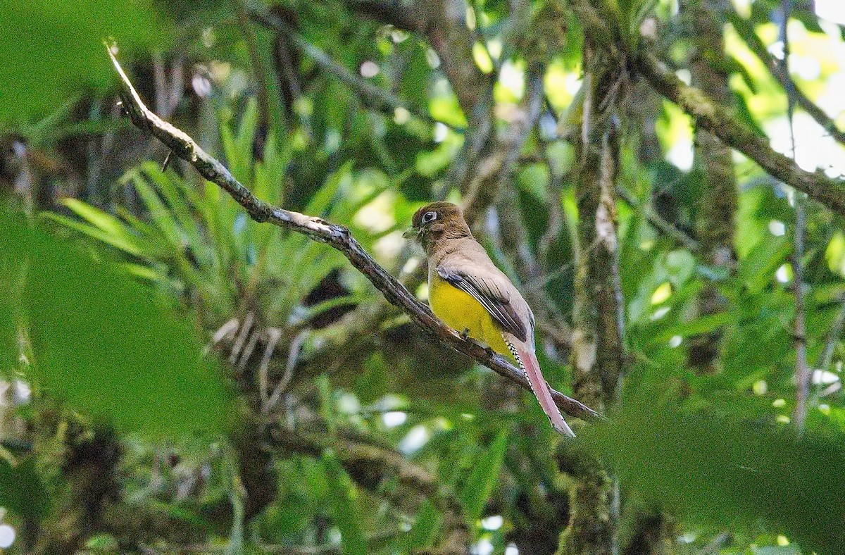 nordedeltrogon - ML645885656