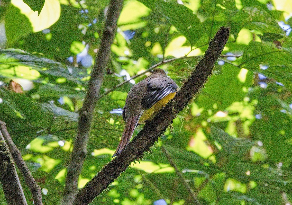 nordedeltrogon - ML645885657