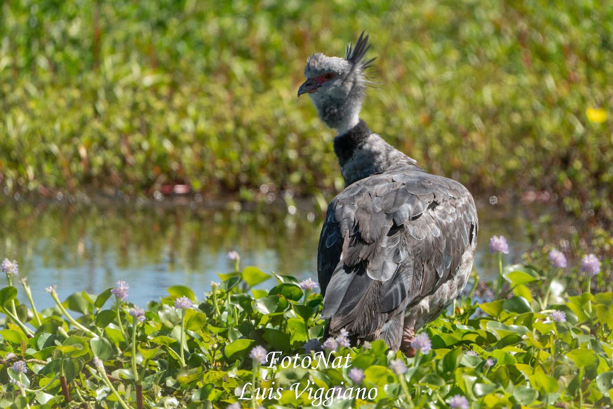 kragegjeterfugl - ML645885658