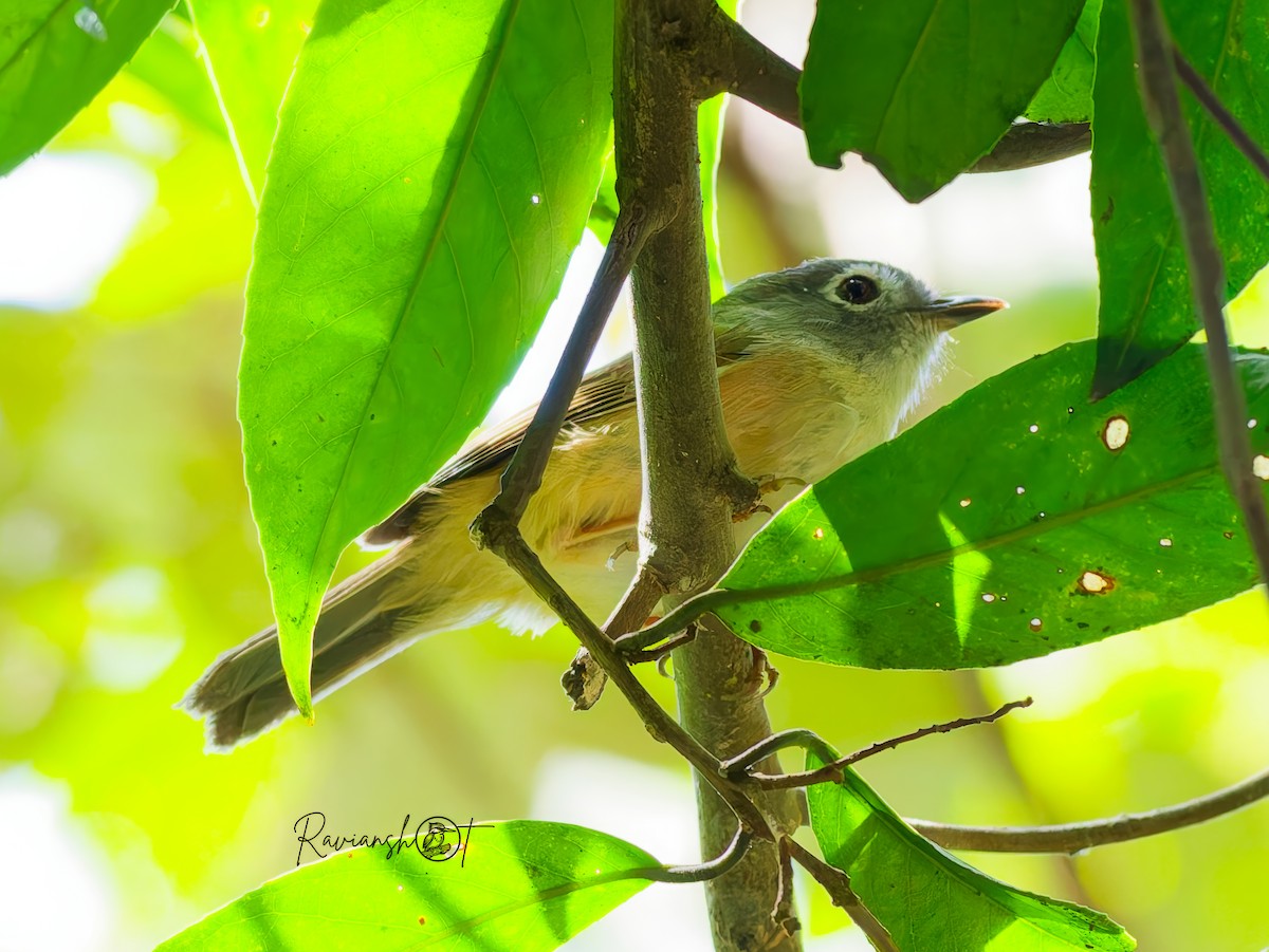 gråhodefulvetta - ML645885659