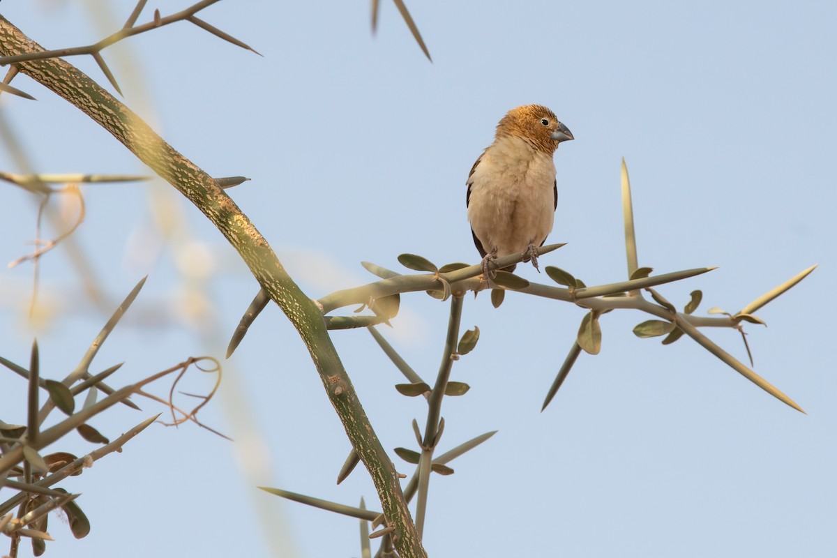 savannesølvnebb - ML645885660