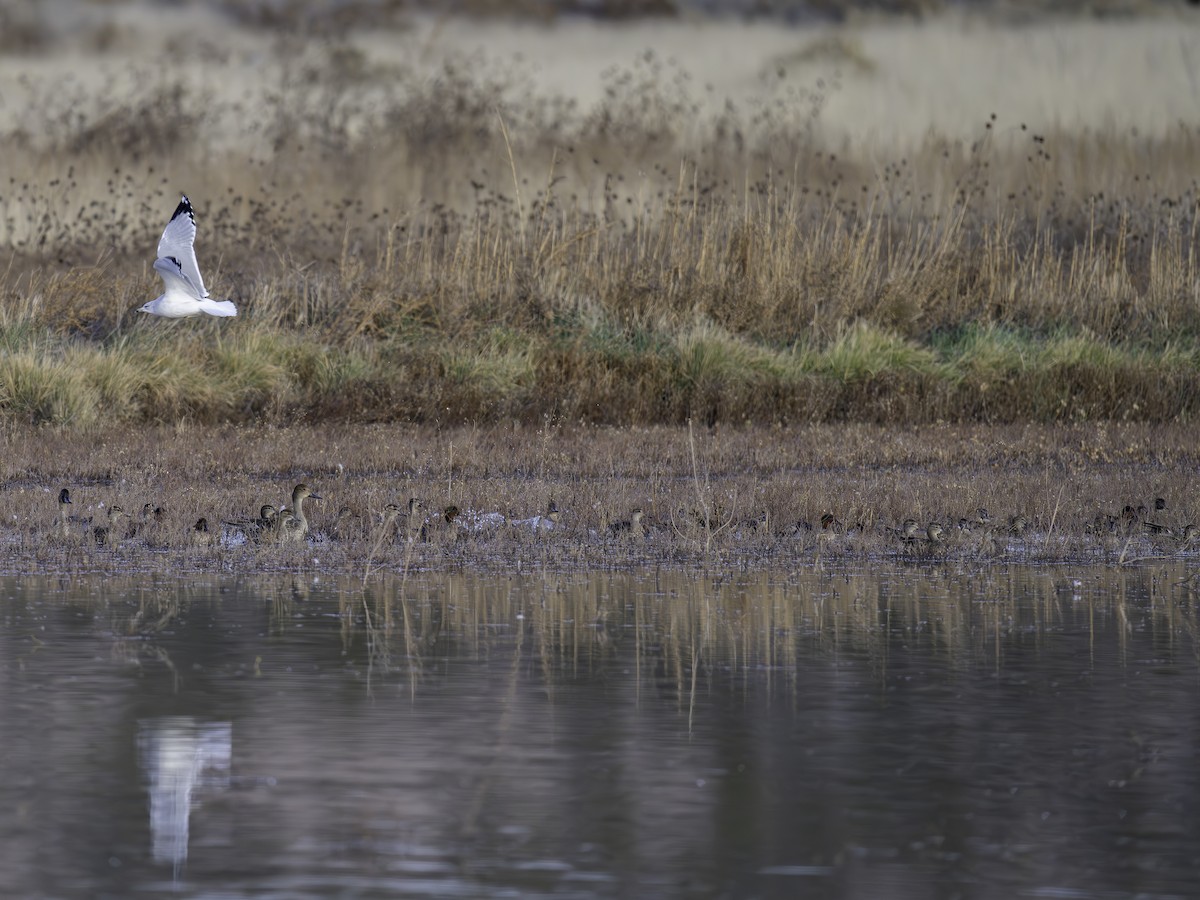 krikkand - ML645885661