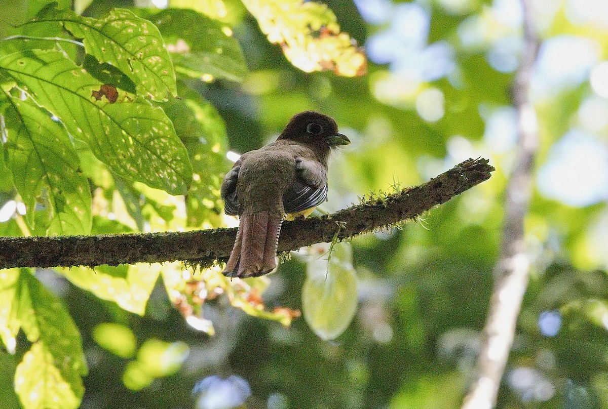 nordedeltrogon - ML645885662