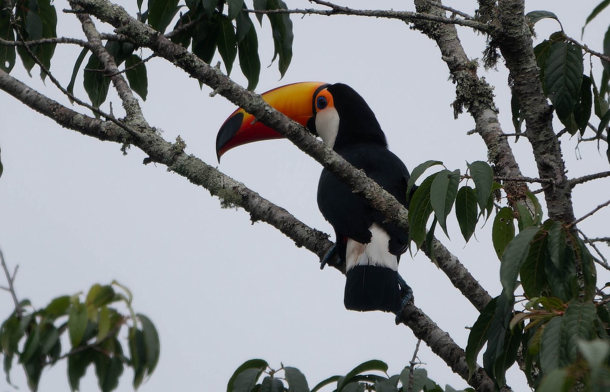 tocotukan - ML645885665