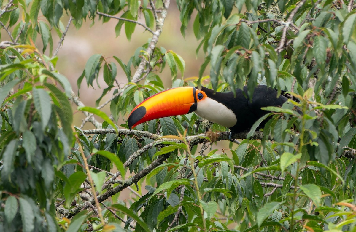 tocotukan - ML645885666