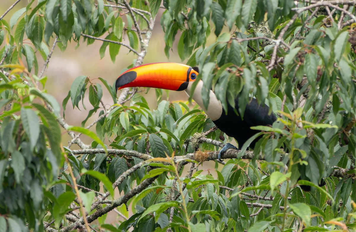 tocotukan - ML645885667