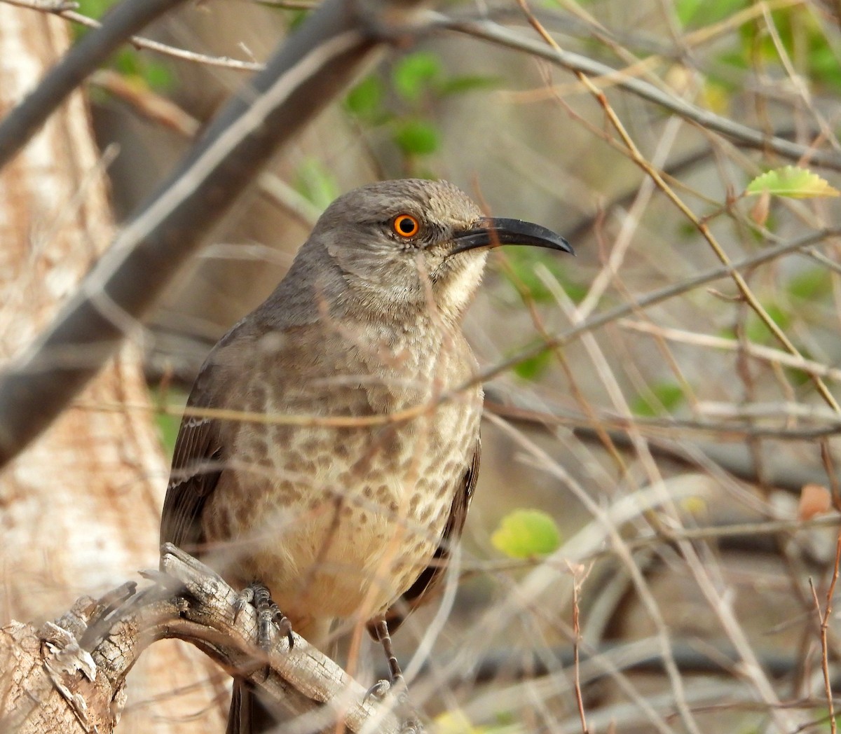 kaktusspottefugl - ML645885668