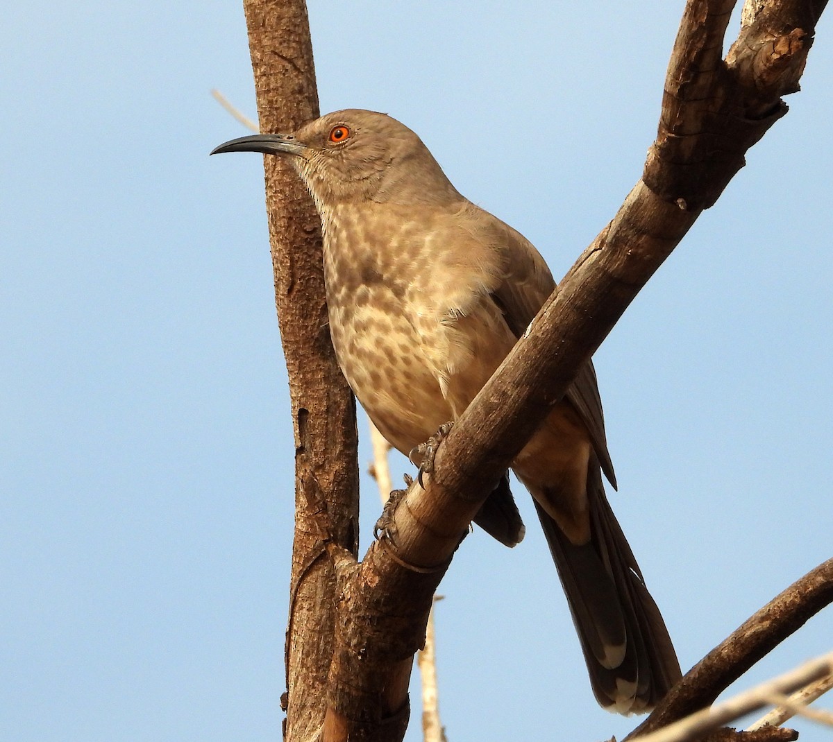 kaktusspottefugl - ML645885669