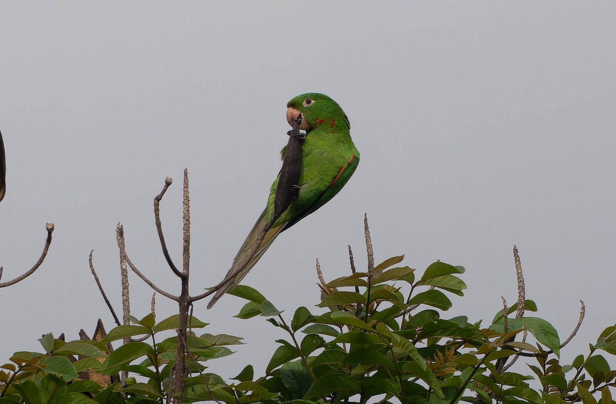 amazonparakitt - ML645885671