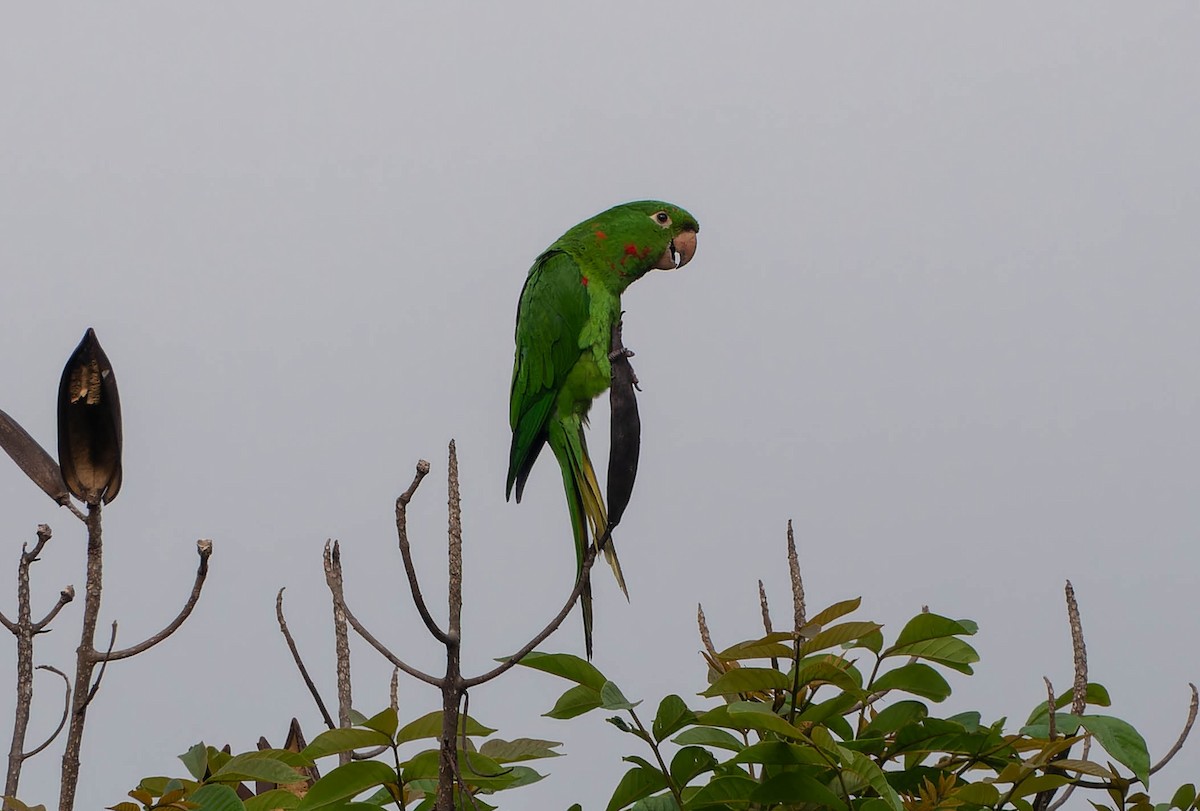 amazonparakitt - ML645885674