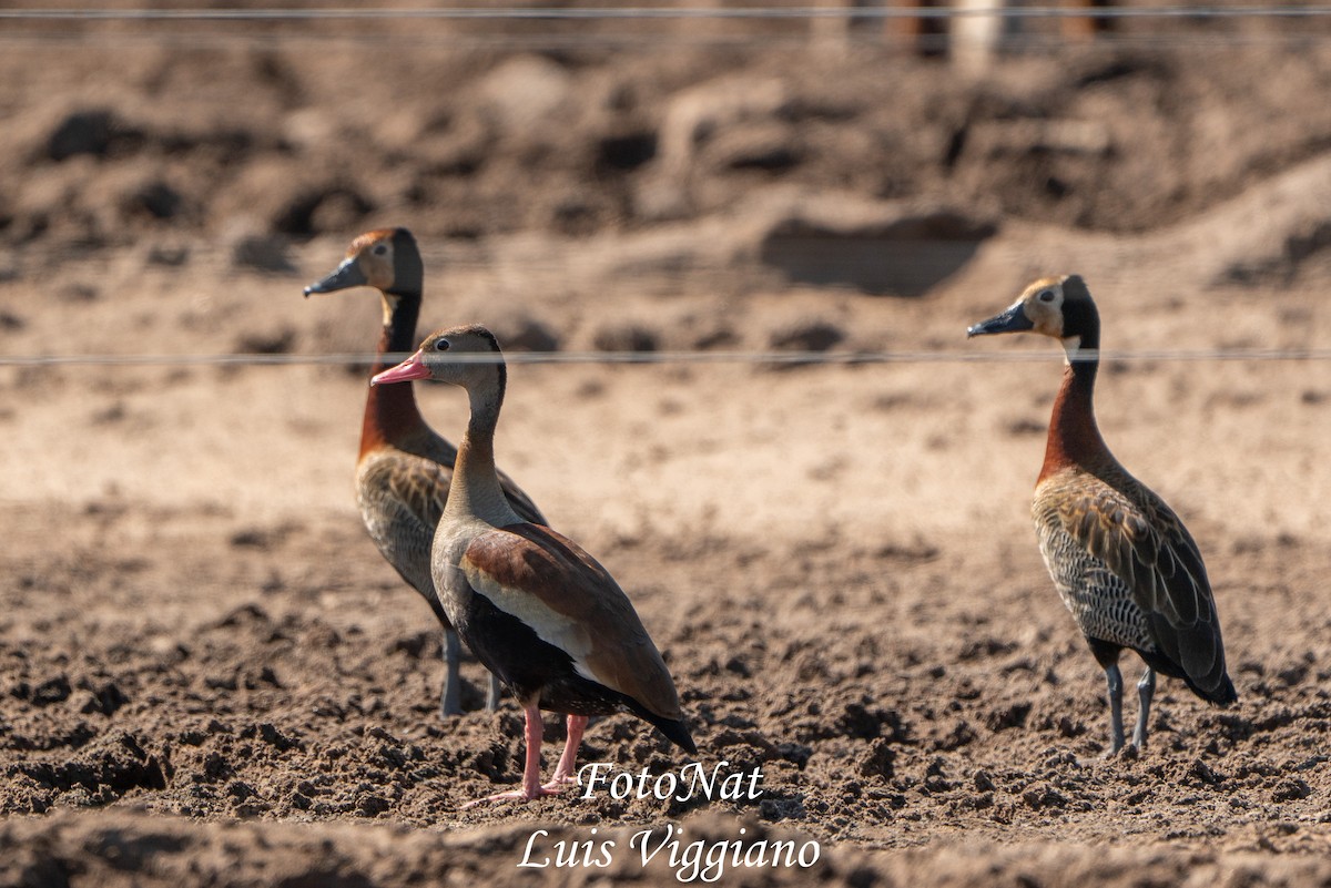 maskeplystreand - ML645885675