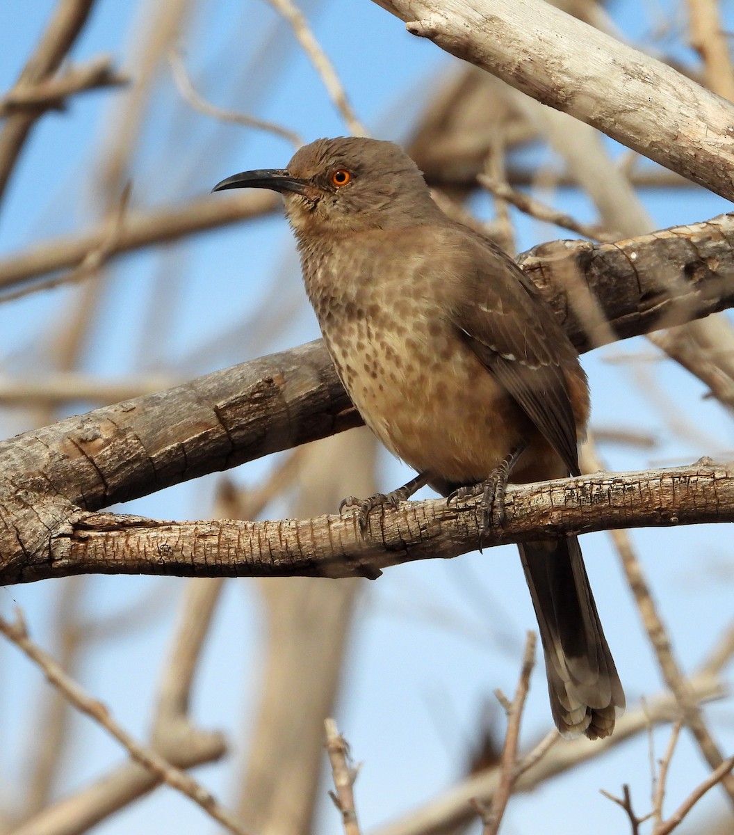 kaktusspottefugl - ML645885676