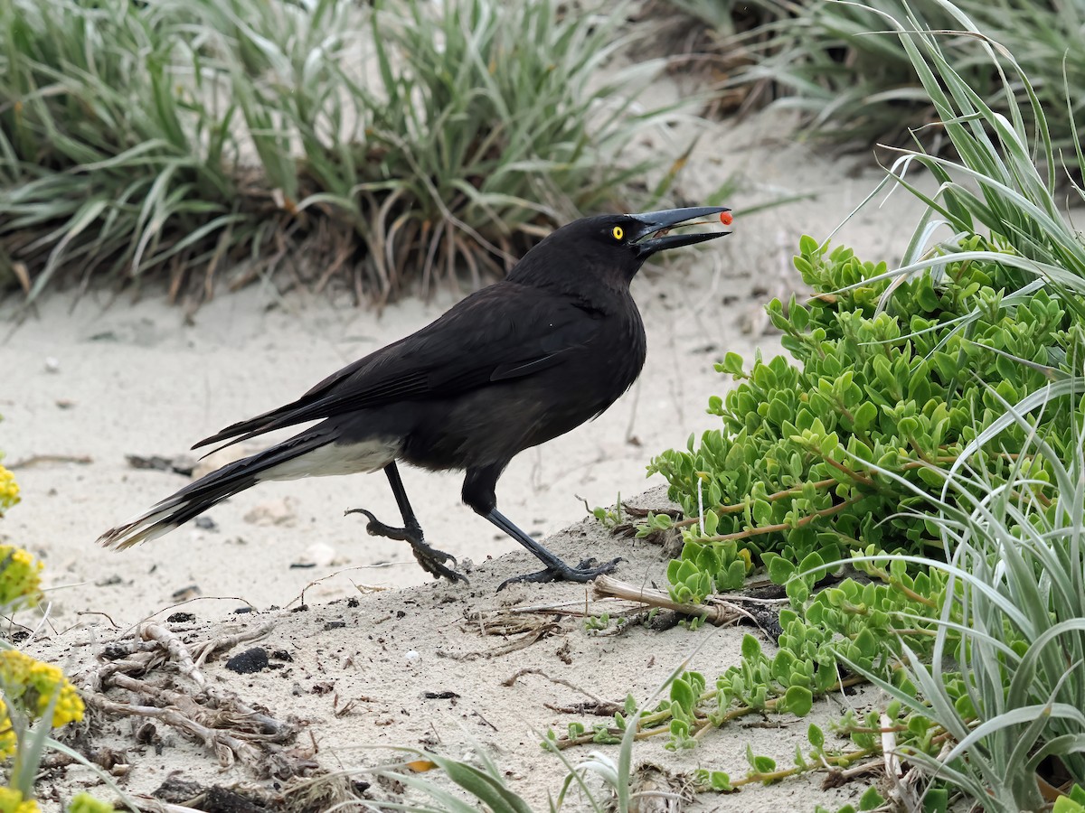 sotkurrawong (halmaturina) - ML645885677