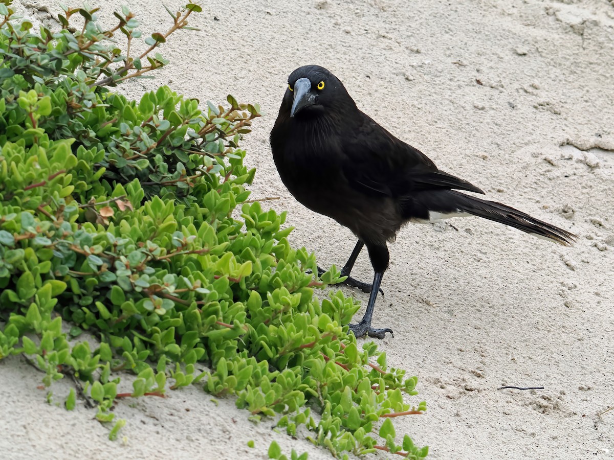 sotkurrawong (halmaturina) - ML645885678