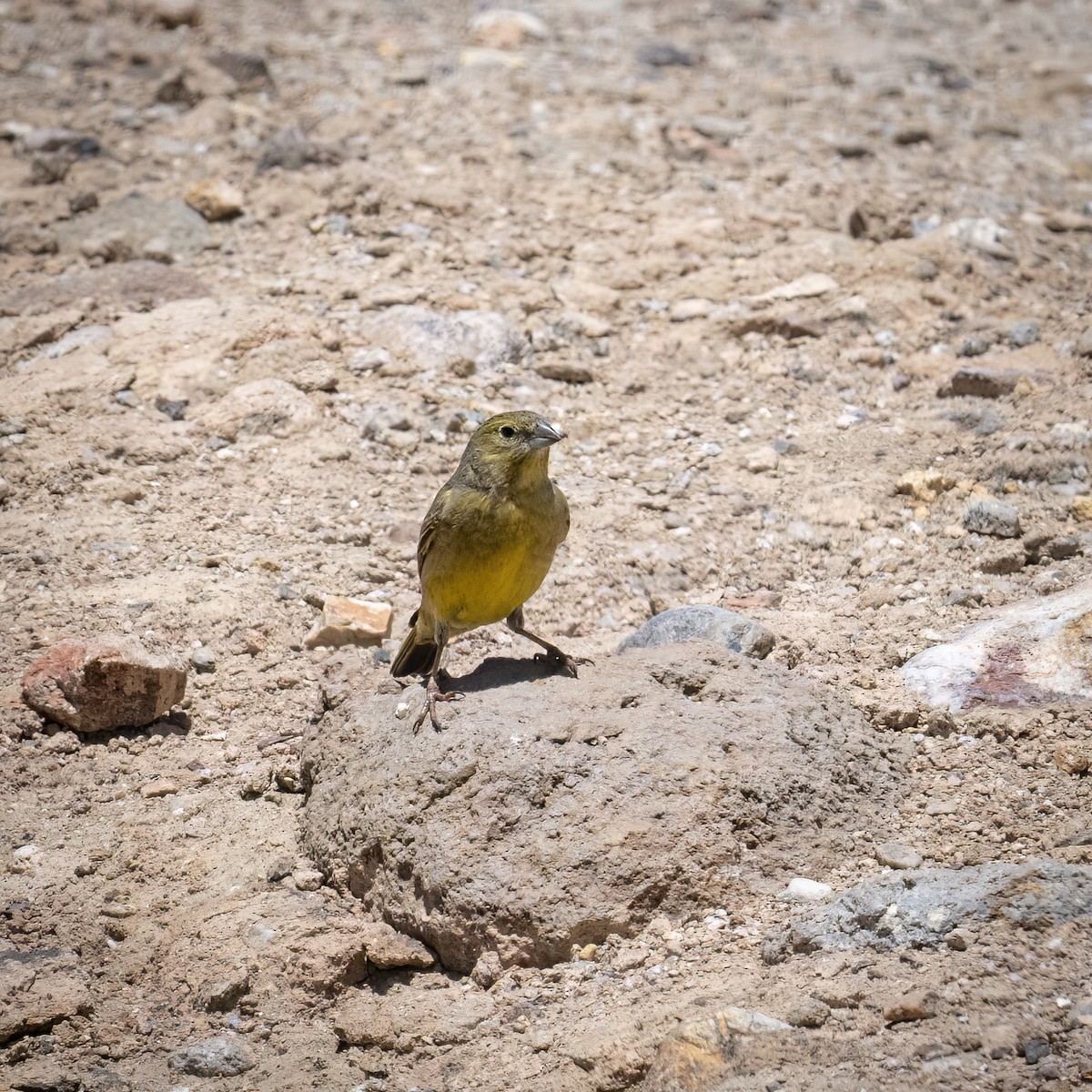 gusjespurv - ML645885679