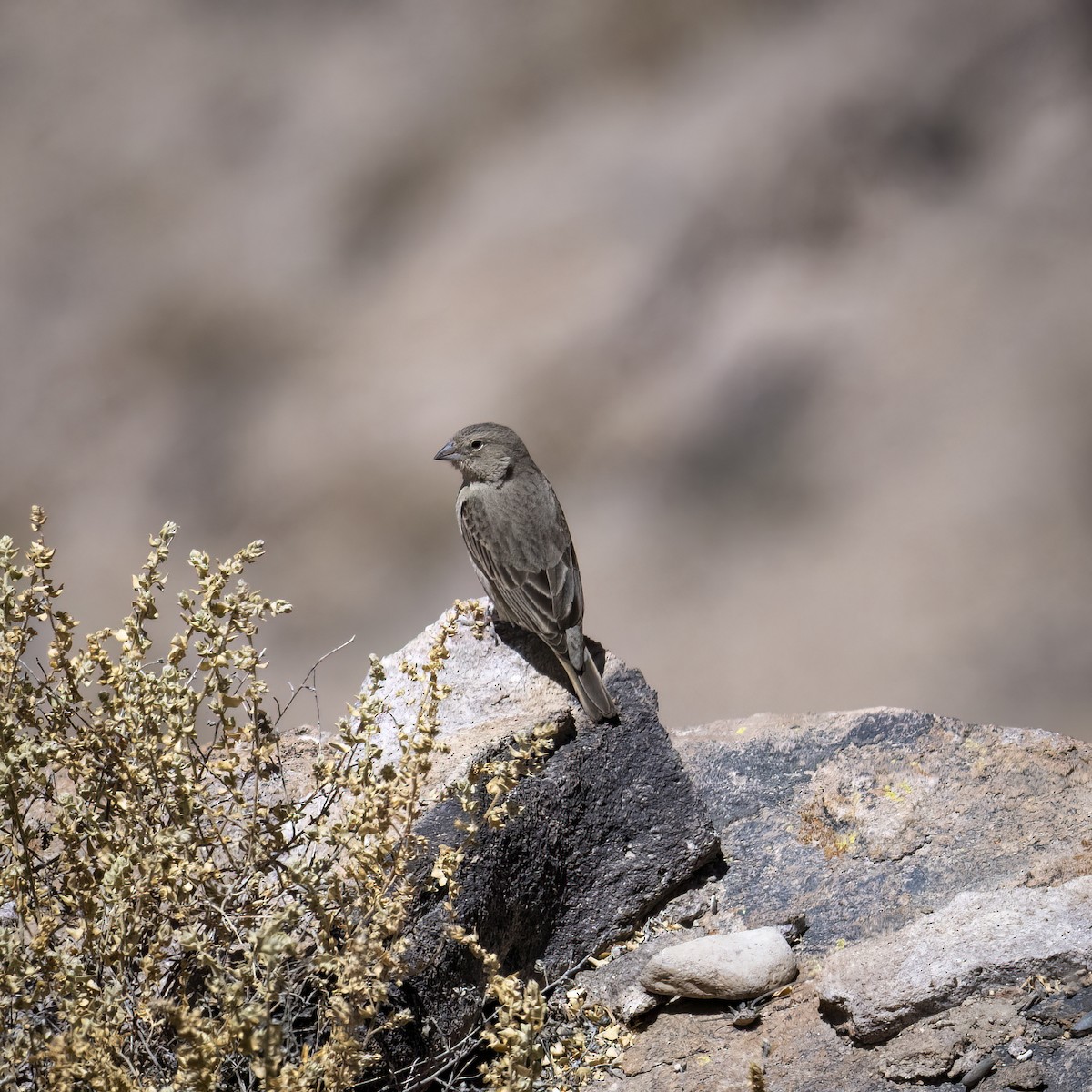 gusjespurv - ML645885680