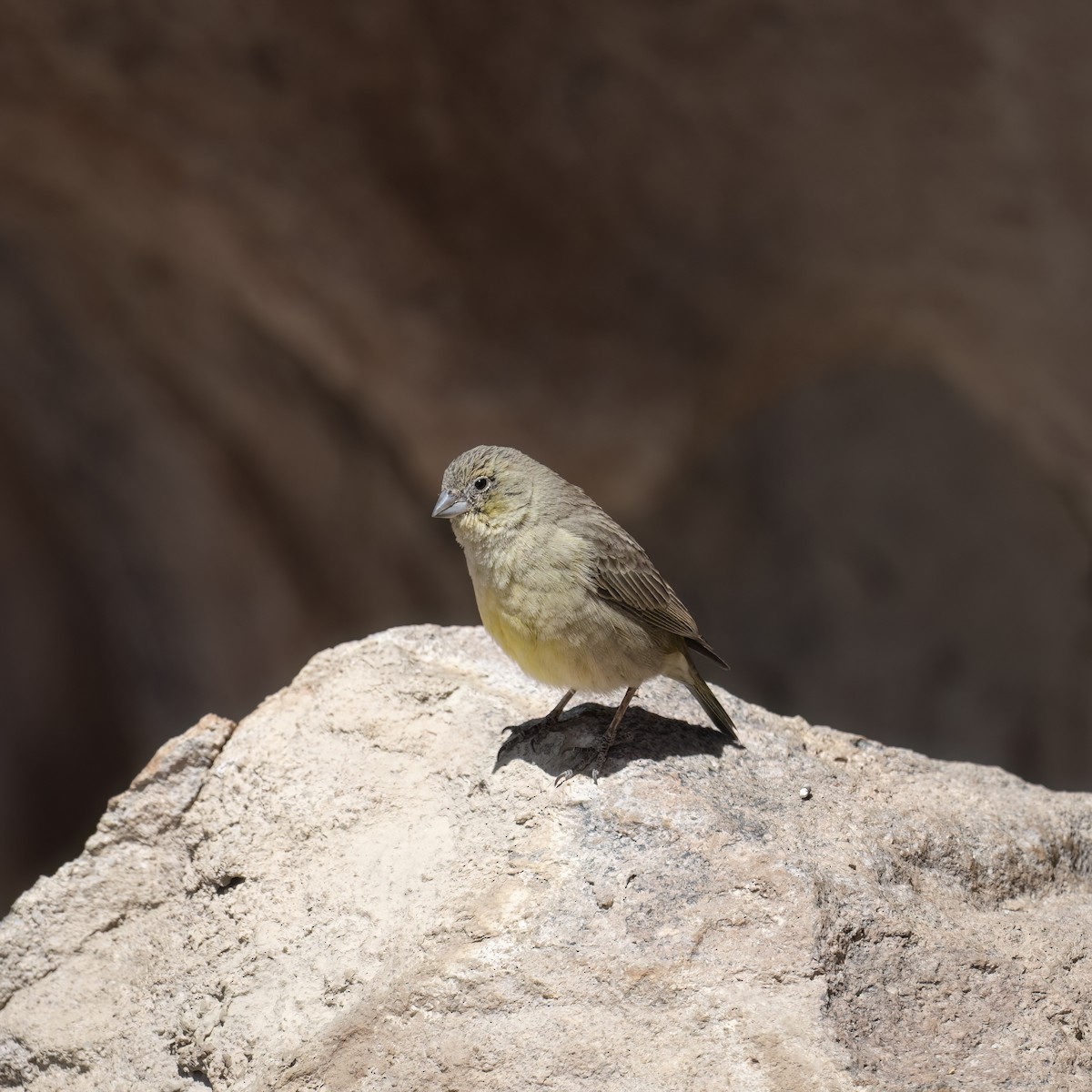 gusjespurv - ML645885681