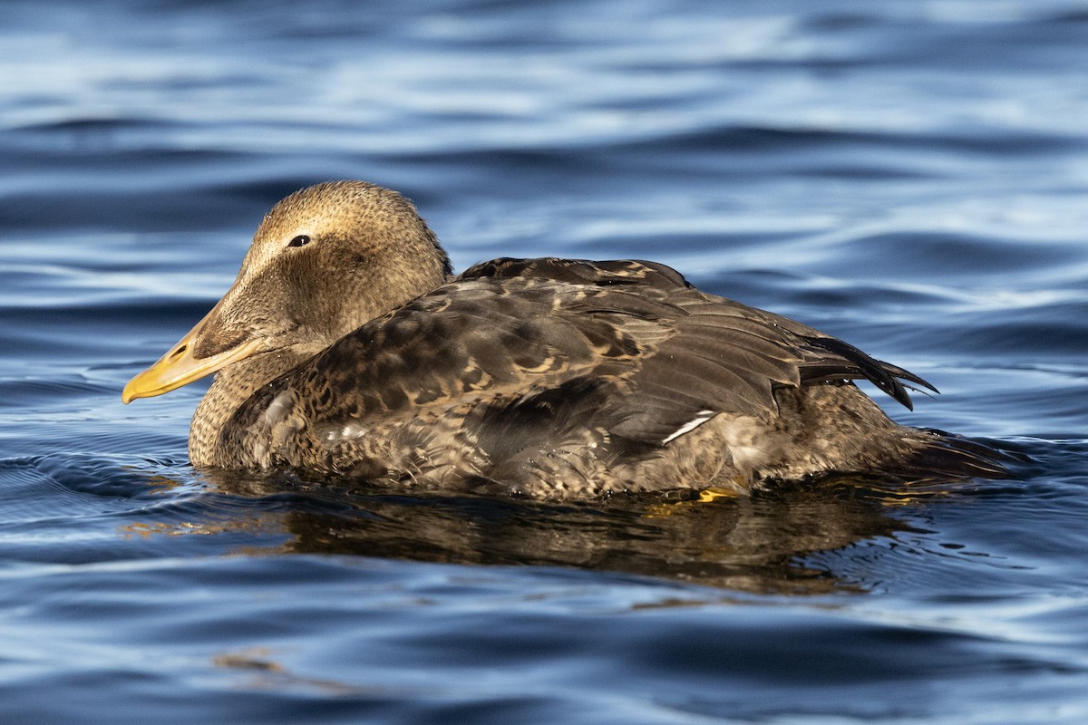 ærfugl - ML645885682