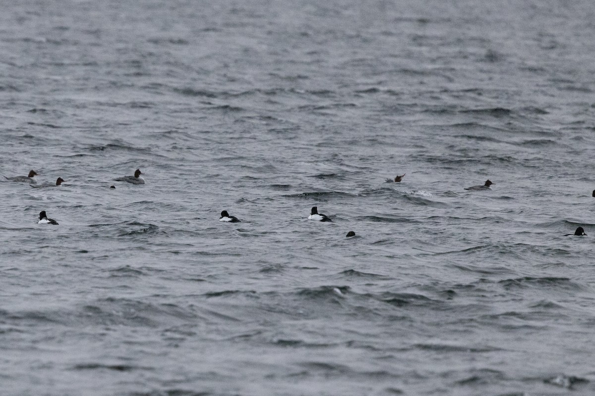 Хумхин бохио - ML645885685