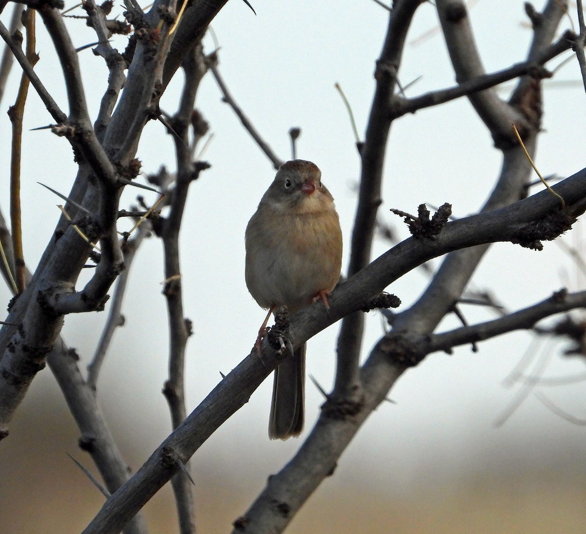 Field Sparrow - ML645885686