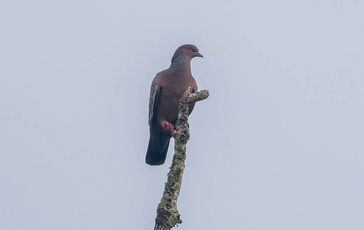 Picazuro Pigeon - ML645885690