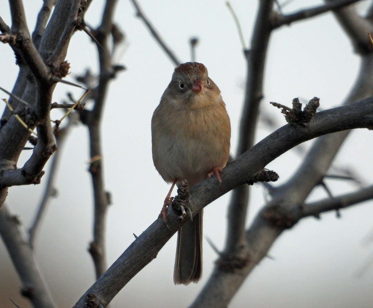 Field Sparrow - ML645885692
