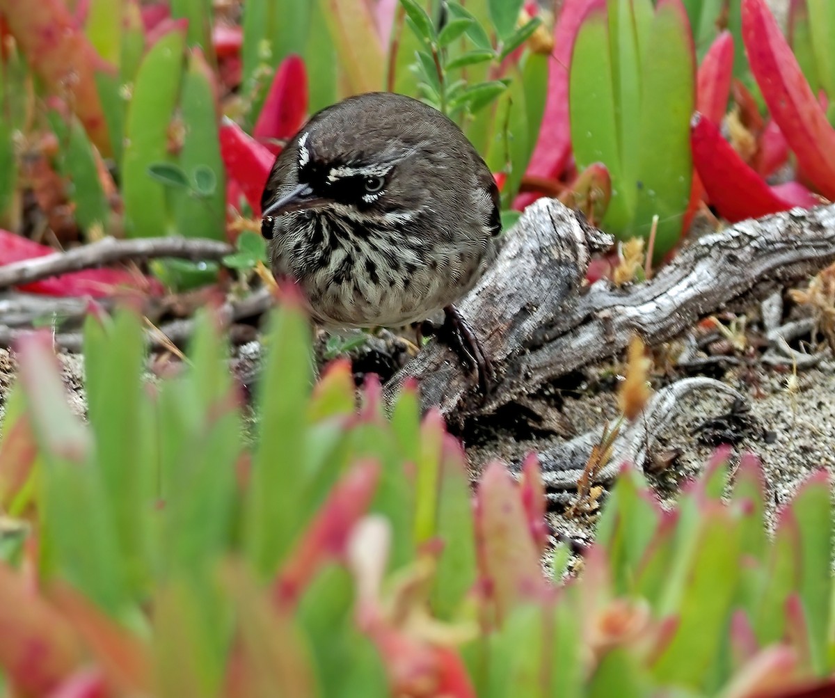 Benekli Serikornis - ML645885694