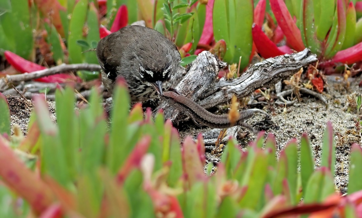 Benekli Serikornis - ML645885695